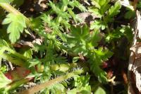 Erodium cicutarium
