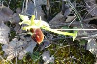 Ophrys aranifera
