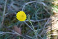 Ranunculus gramineus