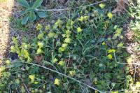 Potentilla verna