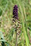 Muscari comosum