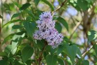 Syringa vulgaris