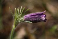 Pulsatilla vulgaris