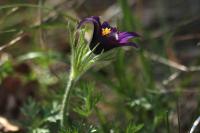 Pulsatilla vulgaris