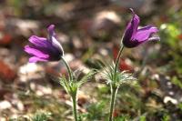 Pulsatilla vulgaris