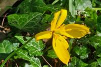 Tulipa sylvestris