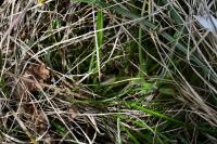 Ornithogalum divergens