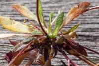 Draba verna