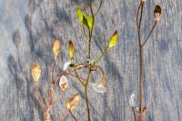 Draba verna