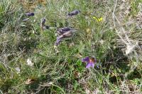 Pulsatilla vulgaris