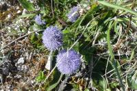 Globularia bisnagarica