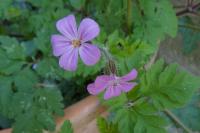 Geranium robertianum