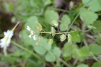 Microthlaspi perfoliatum