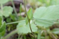 Microthlaspi perfoliatum