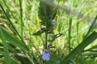 Glechoma hederacea