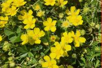 Potentilla verna