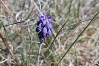 Muscari neglectum