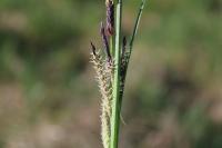 Carex flacca