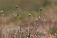Holosteum umbellatum