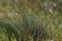 Corynephorus canescens