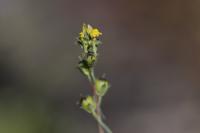 Linaria simplex