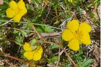 Potentilla verna