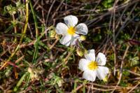 Helianthemum apenninum