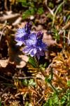 Veronica orsiniana
