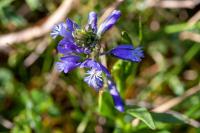 Polygala calcarea