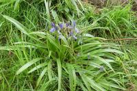 Hyacinthoides non-scripta