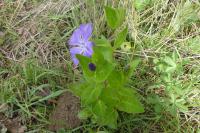Vinca major