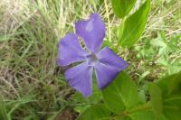 Vinca major
