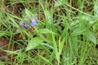 Pulmonaria longifolia