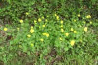 Doronicum plantagineum