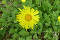 Doronicum plantagineum