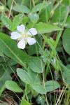 Potentilla montana
