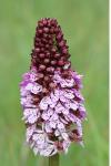 Orchis purpurea
