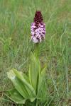 Orchis purpurea