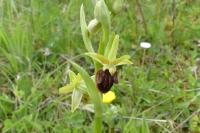 Ophrys aranifera