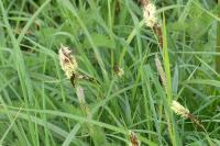 Carex acutiformis