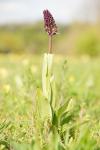 Orchis purpurea