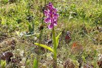 Anacamptis morio