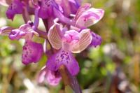 Anacamptis morio