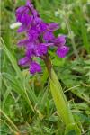 Anacamptis morio
