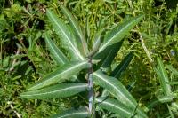 Euphorbia lathyris