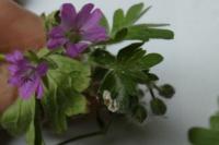 Geranium molle