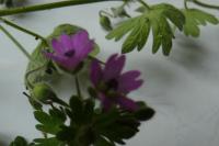 Geranium molle
