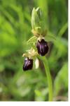 Ophrys aranifera