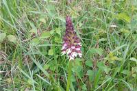 Orchis purpurea