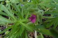 Geranium dissectum